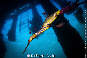 Male weedy seadragon with eggs under Portsea pier. Tokina... by Richard Wylie 